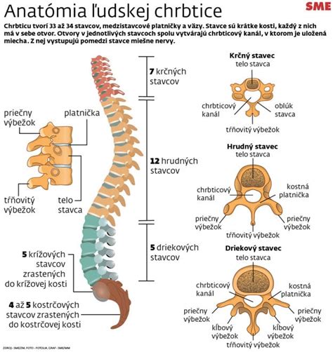 Anatomia ludskej chrbtice