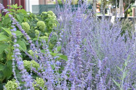 kvety astry v záhrade