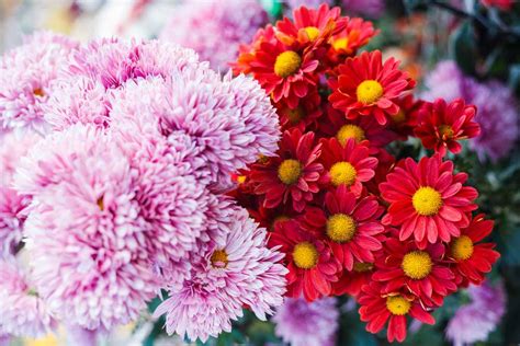 chryzantémy v črepníku