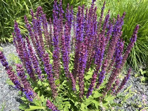 kvitnúca šalvia hájna