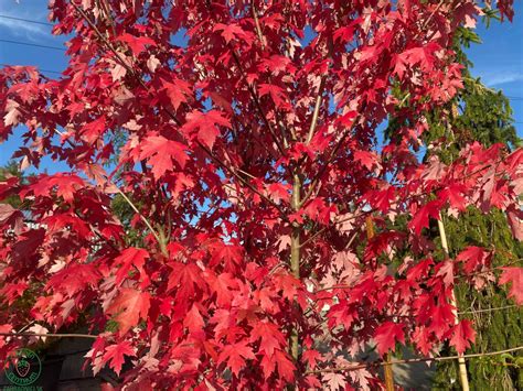 jesenné sfarbenie javora