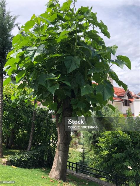 Strom Paulownia