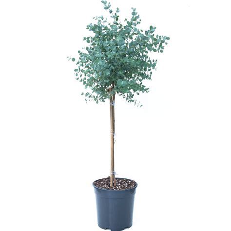 Eukalyptus gunnii