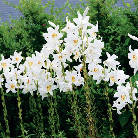 Záhon s rozkvitnutými bielymi ľaliami Lilium candidum