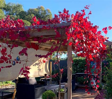 rozkvitnutý plamienok na pergole