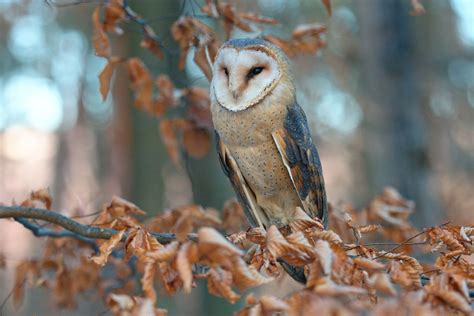 schéma správnej výsadby plamienka s drenážou a tienením koreňov