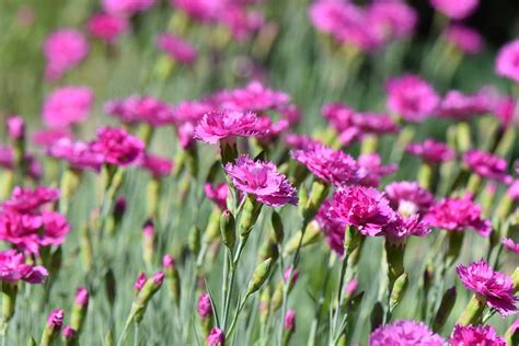 Klinčeky v záhrade