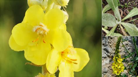 Slnečné stanovisko pre klinčeky