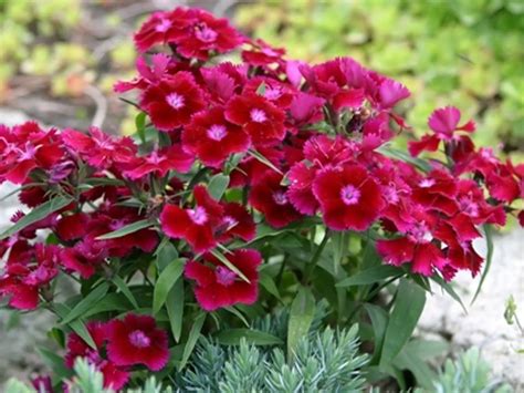 Odstraňovanie odkvitnutých kvetov klinčekov