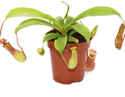 Rastlina Nepenthes s veľkými krčiažkami