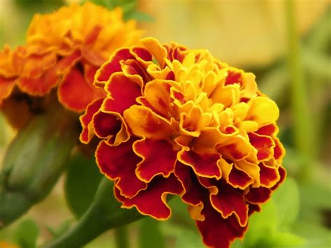 Schéma zameraná na liečivé účinky aksamietnice