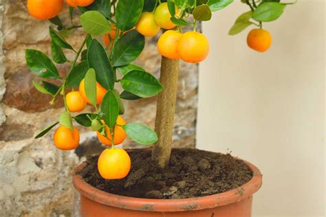 Citrus v drevenom kvetináči na terase
