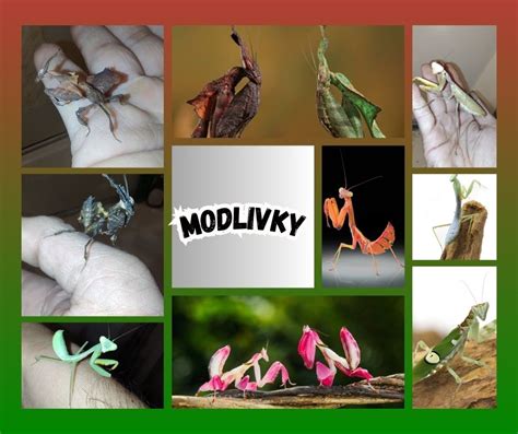 Detail hlavy modlivky so zloženými očami