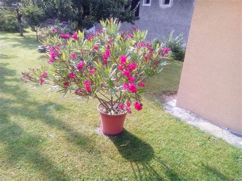 Kvitnúci oleander v stredomorskom prostredí