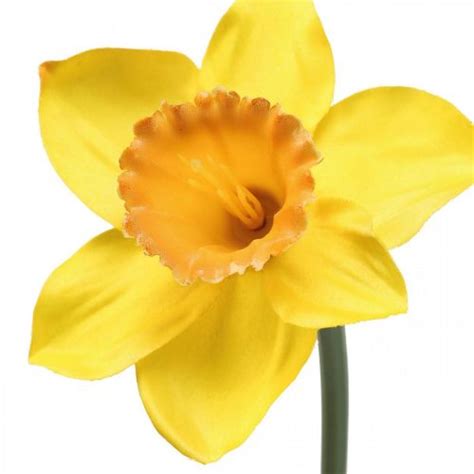 Symbolický žltý narcis