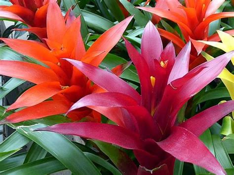 Kvitnúca rastlina Guzmania