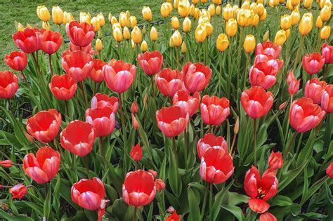tulipány