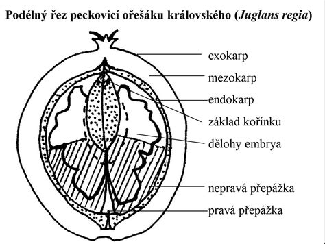 štruktúra plodu mochýň