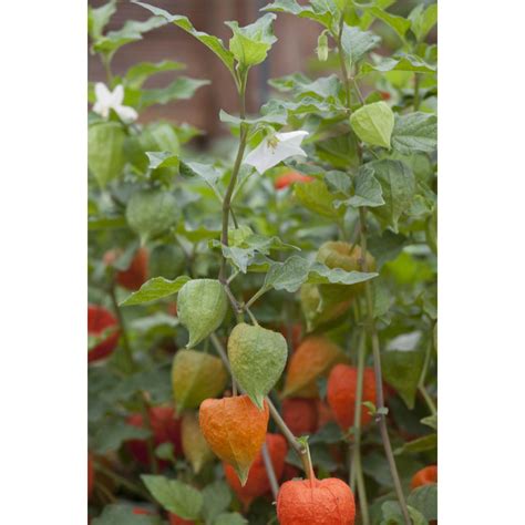 Mochyňa židovská (Physalis alkekengi) s lampášikmi
