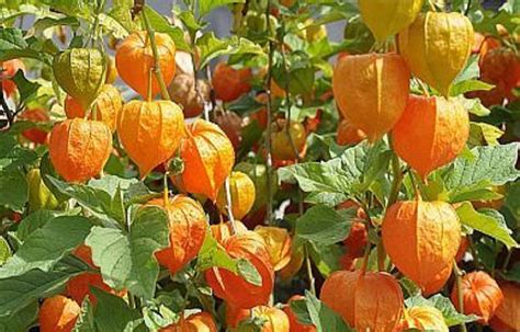 Mochyňa peruánska (Physalis peruviana) s plodmi