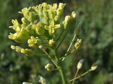 Ľaničník siaty (Camelina sativa)