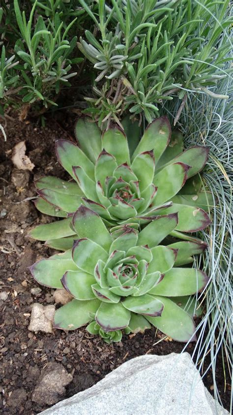 Detail listov skalnej ruže