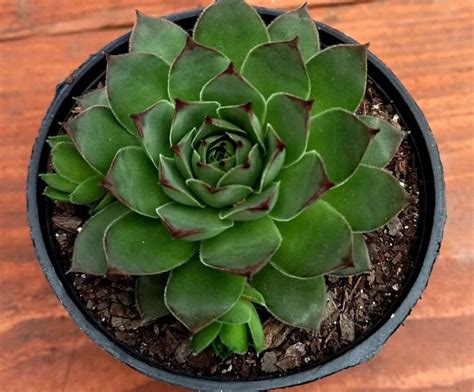 Miska s medom a listami skalnej ruže