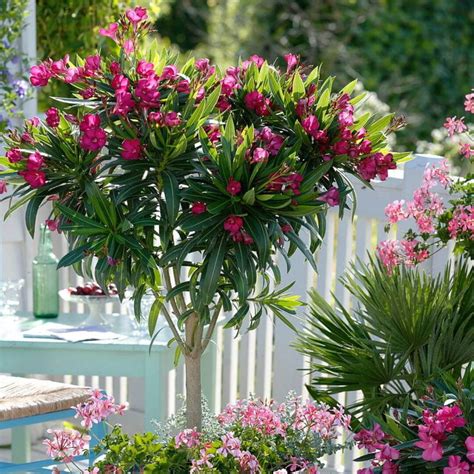 oleander kvitnúci na balkóne