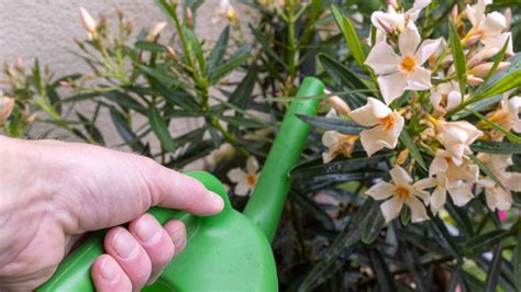 schematické znázornenie starostlivosti o oleander