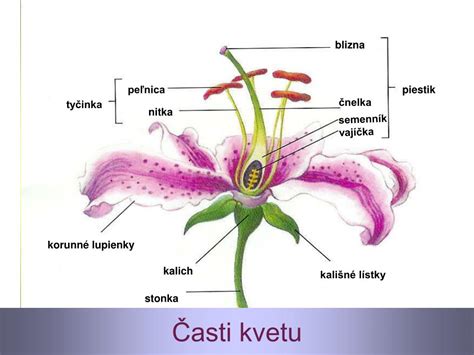Detail kvetu snežienky jarnej s popisom jej častí: okvetné lístky, tyčinky, semenník.