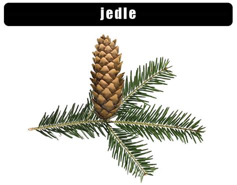 Morfologické znaky jedle bielej