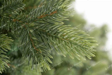 Detail listov a vetvičiek tisu západného