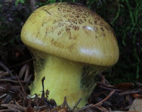 Ilustrácia rôznych druhov drahých húb