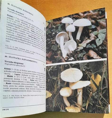 Ilustrácia húb matsutake