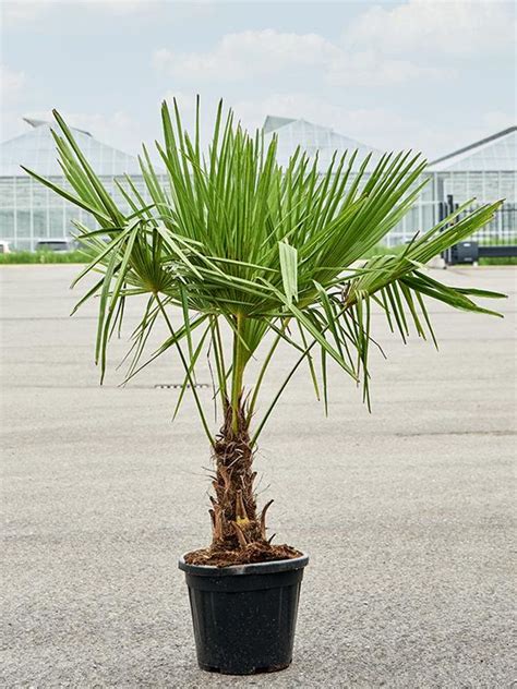 Záhrada s palmami Trachycarpus fortunei
