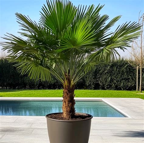 Palma Trachycarpus v kvetináči na terase