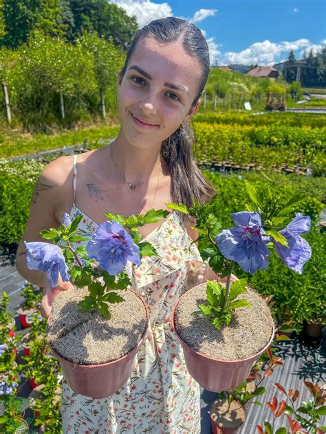 Využitie biouhlia zo sladového kvetu