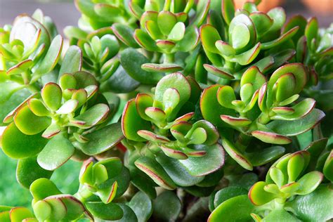 Crassula ovata rôzne odrody