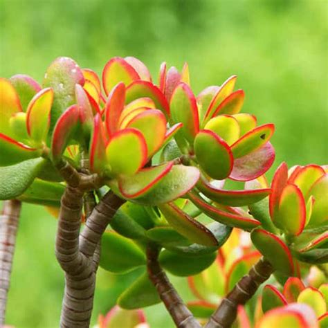Crassula Sunset detail listov
