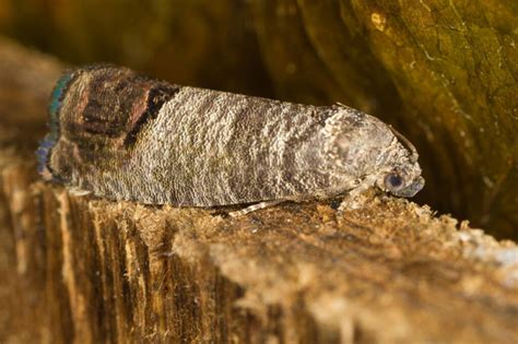 Ilustrácia húsenice obaľovača krušpánového