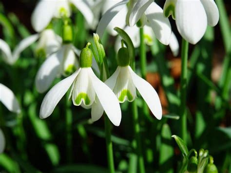 Kvitnúce jarné kvety v záhrade