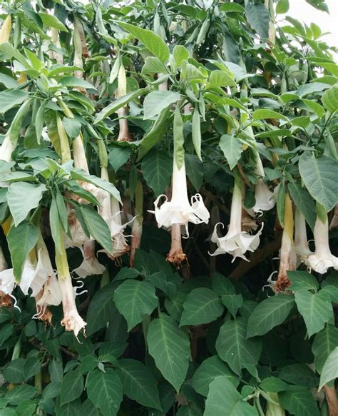 Brugmansia kvety