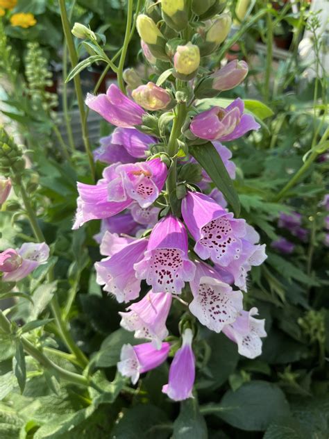 Digitalis kvety