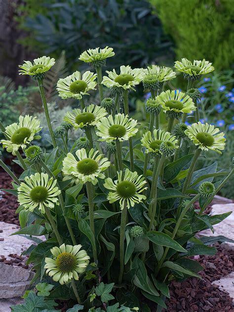 Echinacea Green Jewel kvitne