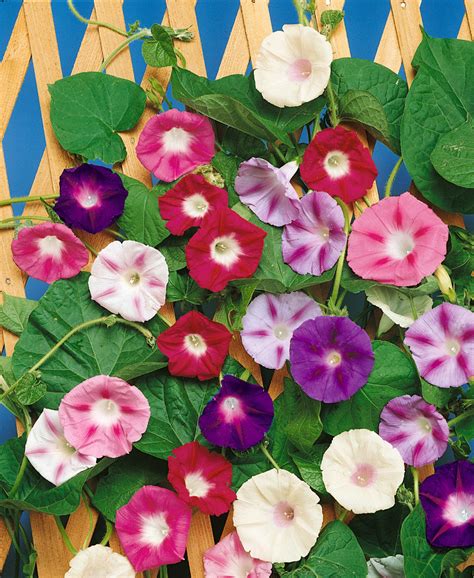 Ipomoea purpurová