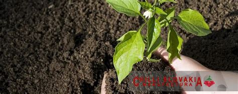 Presádzanie sadeníc chilli papričiek