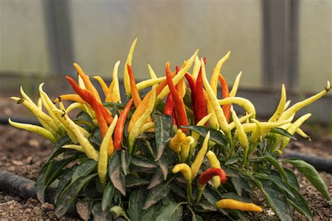 Zdravé a vitálne chilli rastliny