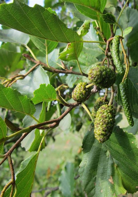 Jelša lepkavá - kôra a púčiky