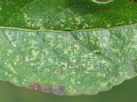 Ilustrácia listov napadnutých škodcami