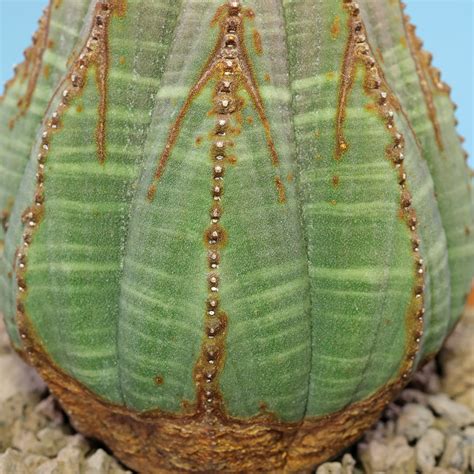 Schéma stavby kvetu Euphorbia obesa